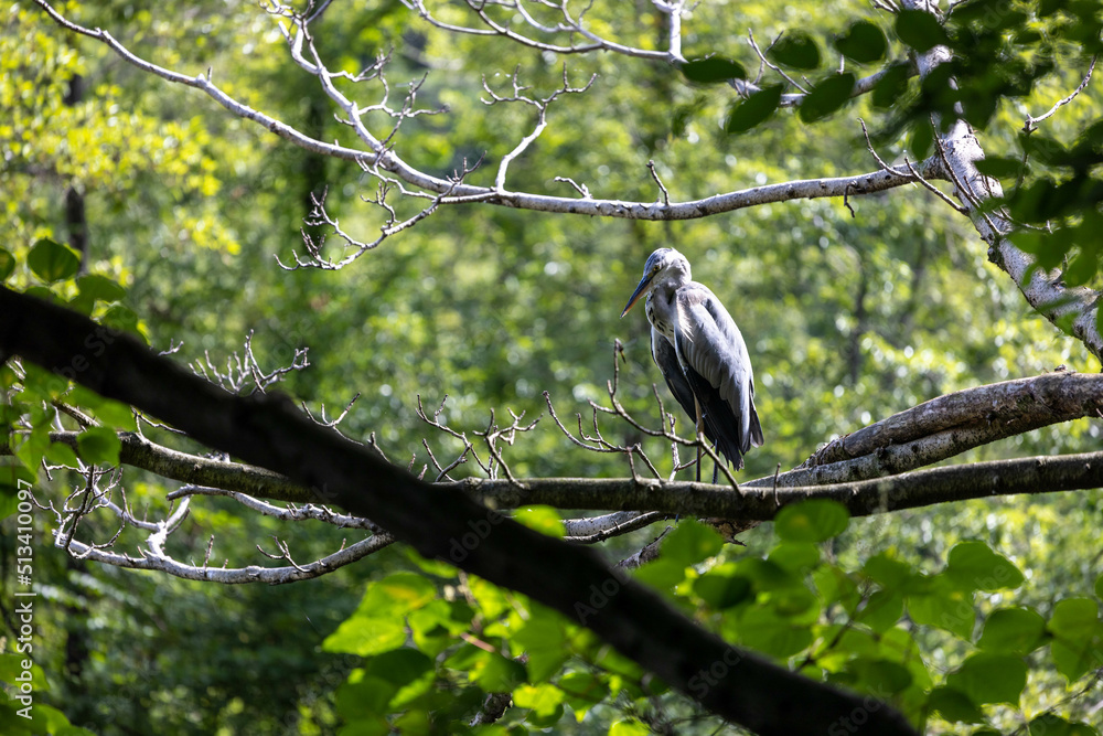 Obraz premium アオサギ