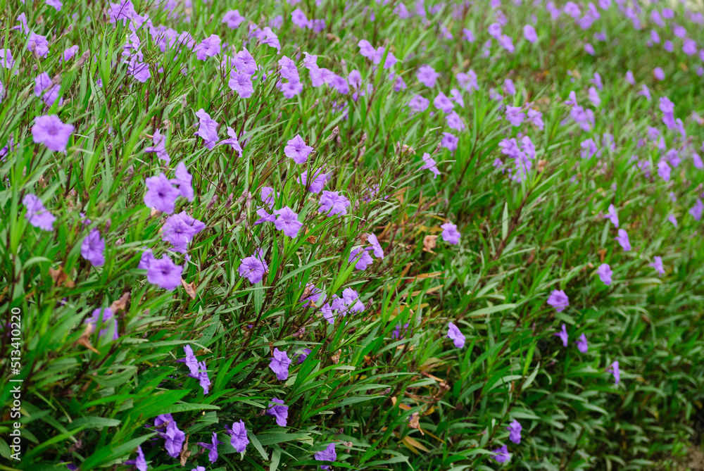 Bed of purple flowers Bed of purple flowers