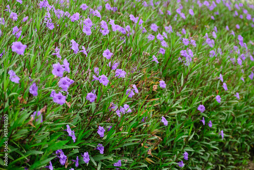 Bed of purple flowers