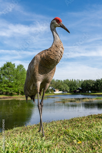 Obraz na płótnie Sandhill Crane