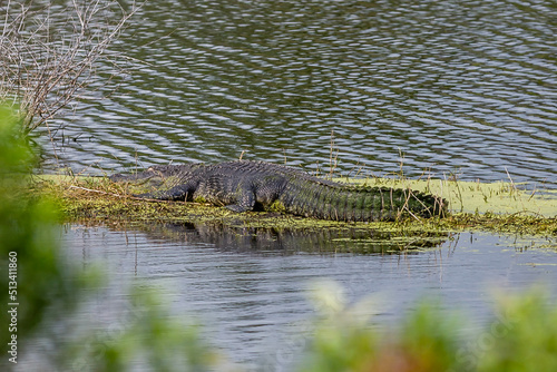 alligator in the swamp © Paul Harrison