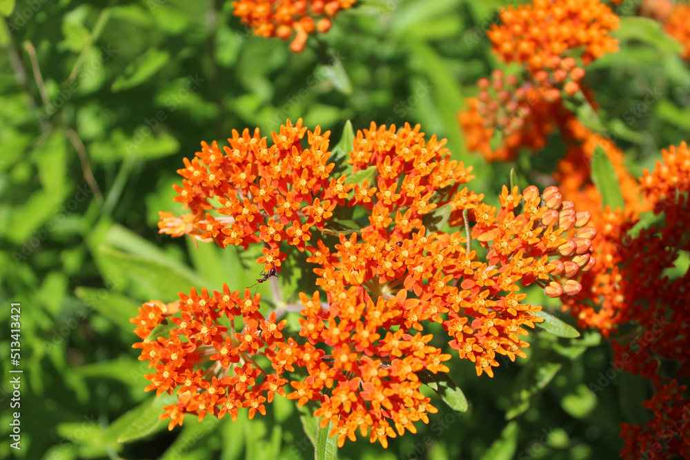 Butterfly weed florets at Morton Arboretum in Lisle, Illinois Butterfly weed florets at Morton Arboretum in Lisle, Illinois