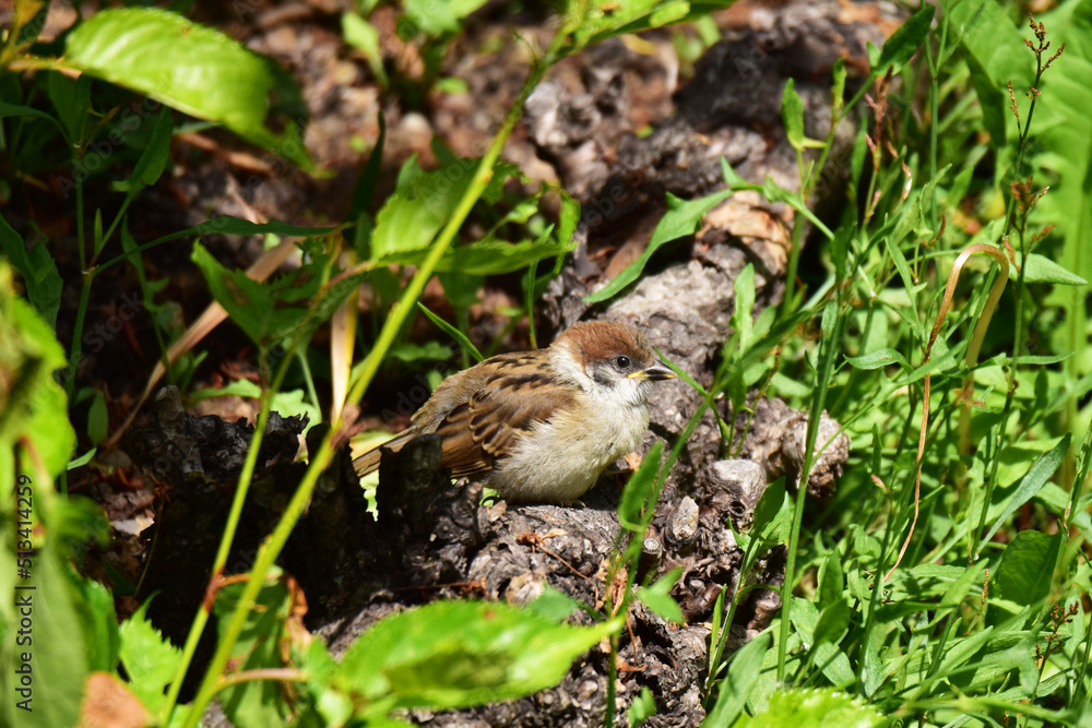 茂みに隠れるスズメの幼鳥 茂みに隠れるスズメの幼鳥