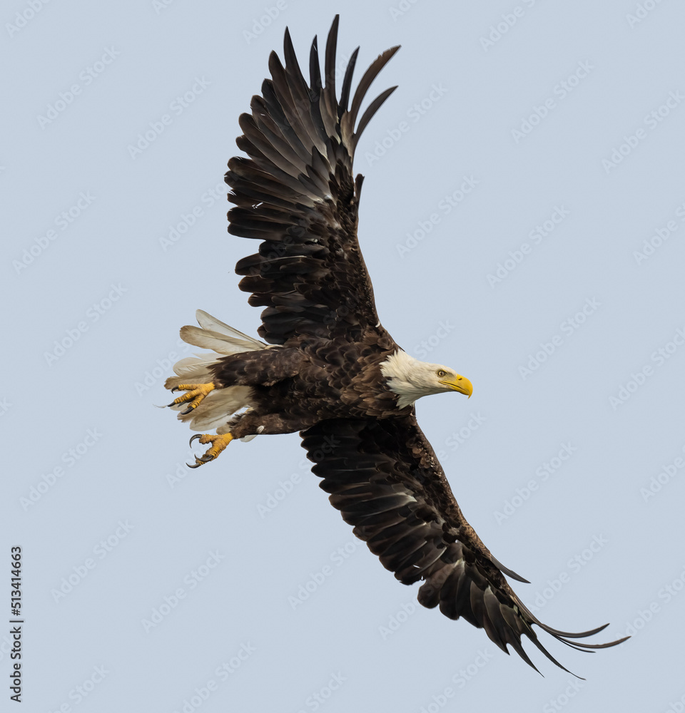 Obraz premium Flying bald eagle against a grey sky