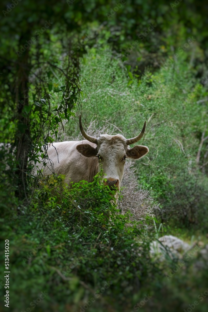 Cow in Forest Cow in Forest