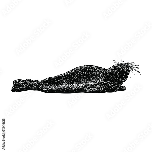 harbor seal hand drawing vector illustration isolated on background