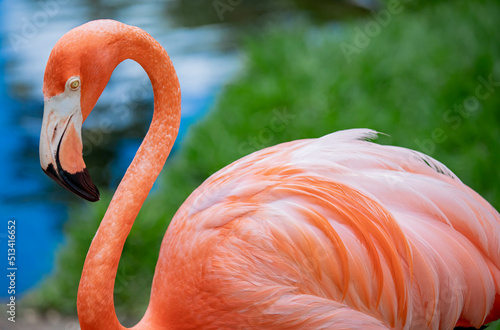 Graceful Flamingo
