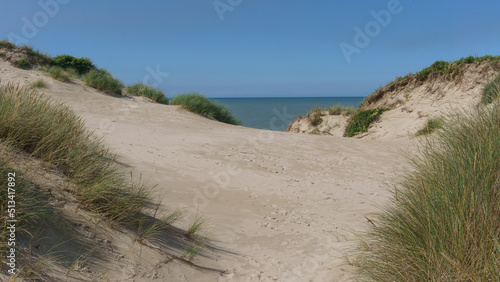 dune landscape at North Sea with green grass  Bray-Dunes  France