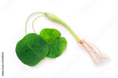 Gout Plant (Jatropha podagrica Hook) isolated on white background, top view , flat lay. photo