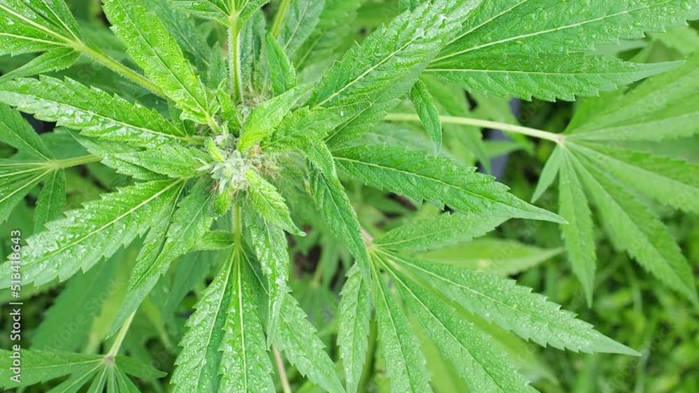 Legal cannabis plant. Growing organic cannabis herb on the farm outdoor Legal cannabis plant. Growing organic cannabis herb on the farm outdoor