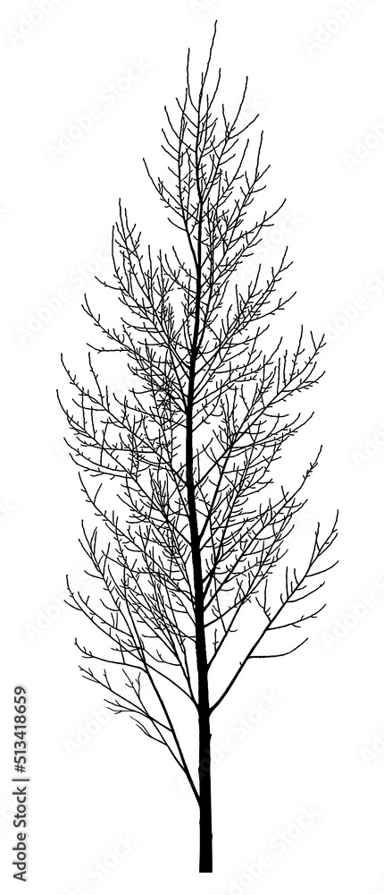 Obraz premium Silhouette of a tree on a white background. Vector realistic black and white illustration of a young poplar.