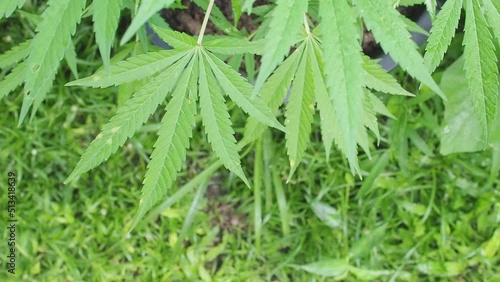 Legal cannabis plant. Growing organic cannabis herb on the farm outdoor