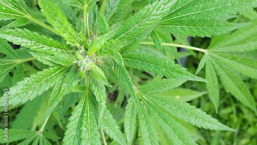 Legal cannabis plant. Growing organic cannabis herb on the farm outdoor