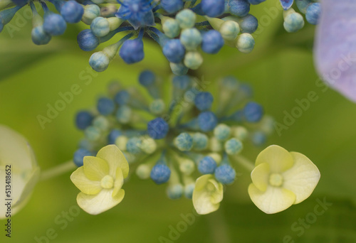 日本の6月のアジサイ 白い小花と青いつぼみのガクアジサイのマクロ撮影 コピースペース有