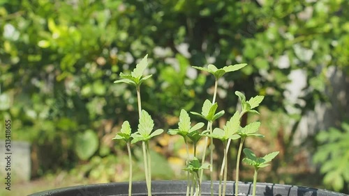 Legal cannabis plant. Growing organic cannabis herb on the farm outdoor