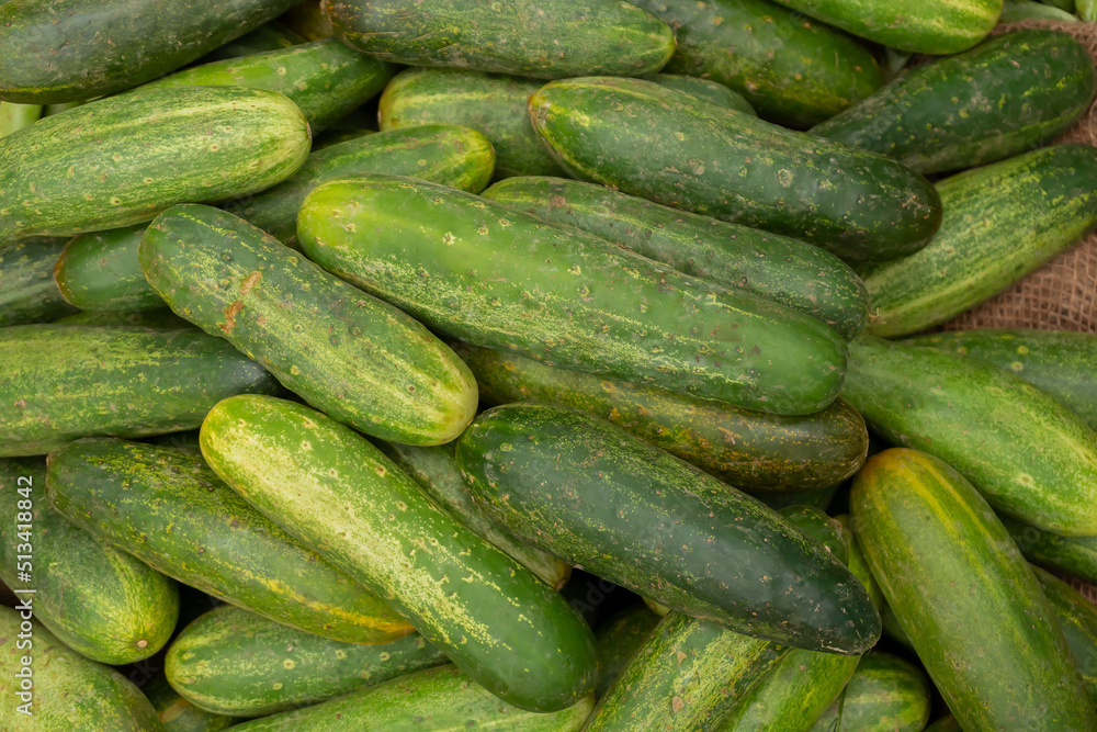 Cucumber, Cucumis sativus, is a widely cultivated plant in the gourd family, Cucurbitaceae. Fresh vegetables for sale at Territy bazar, Kolkata, West Bengal, India. Cucumber, Cucumis sativus, is a widely cultivated plant in the gourd family, Cucurbitaceae. Fresh vegetables for sale at Territy bazar, Kolkata, West Bengal, India.