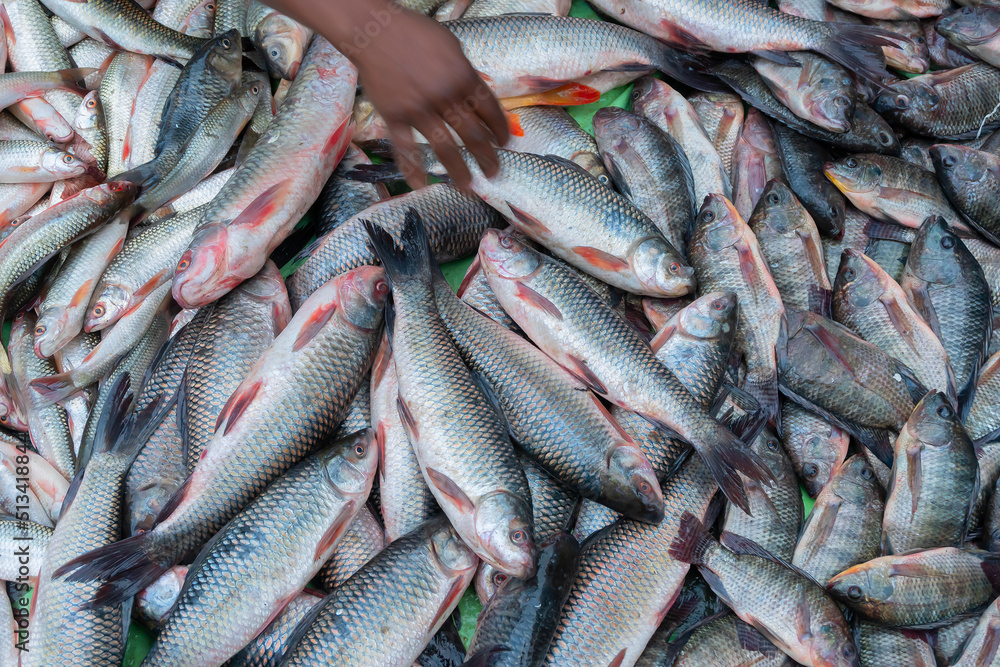 Various fishes displayed for sale at Territy Bazar, Kolkata, West Bengal, India.. Various fishes displayed for sale at Territy Bazar, Kolkata, West Bengal, India..