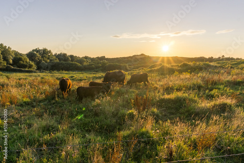 Cows on a meadow in golden sunlight at sunset in the evening in France