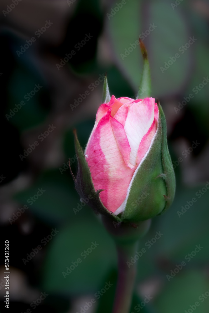 Rose About to Burst Into Bloom Rose About to Burst Into Bloom