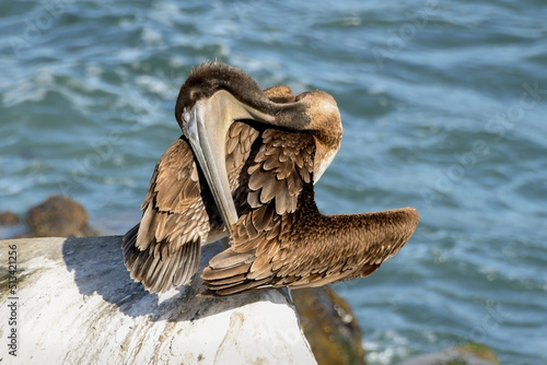 Pelican Contortions