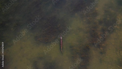 Aerial footage of crocodile in river, Kununurra, Western Australia