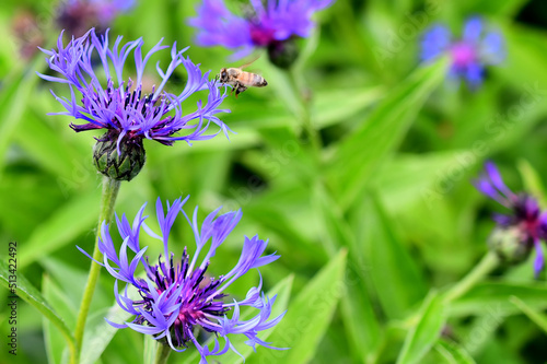 Foto A honeybee hovers over the bloom of a mountain bluet (Centaurea montana) in an Alaska garden