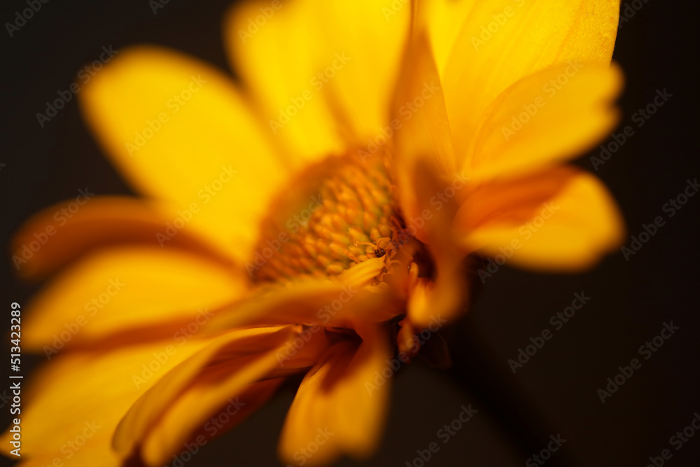 Yellow flower blossom close up botanical background heliopsis helianthoides family compositae big size metal prints high quality nature pictures Yellow flower blossom close up botanical background heliopsis helianthoides family compositae big size metal prints high quality nature pictures