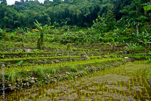 view of green rice fields in the countryside. West Java - Indonesia