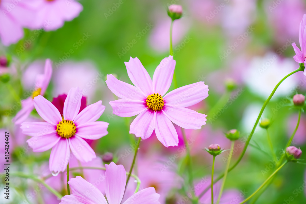 Pink cosmos bipinnatus flower blooming with water drops in garden field in park background Pink cosmos bipinnatus flower blooming with water drops in garden field in park background