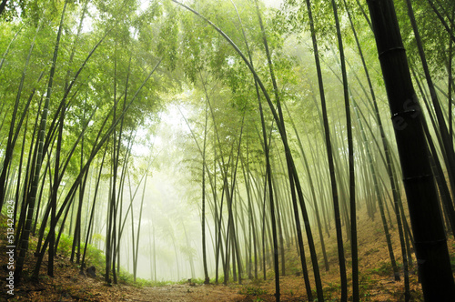 sunlight through the bamboo forest in rain