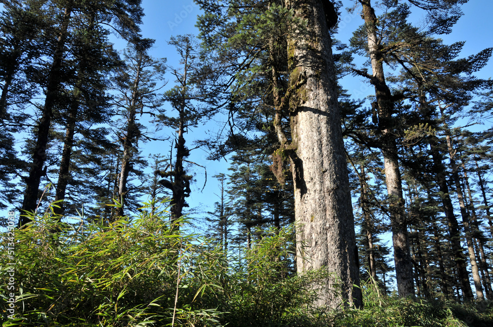 Fototapeta premium trees in the forest