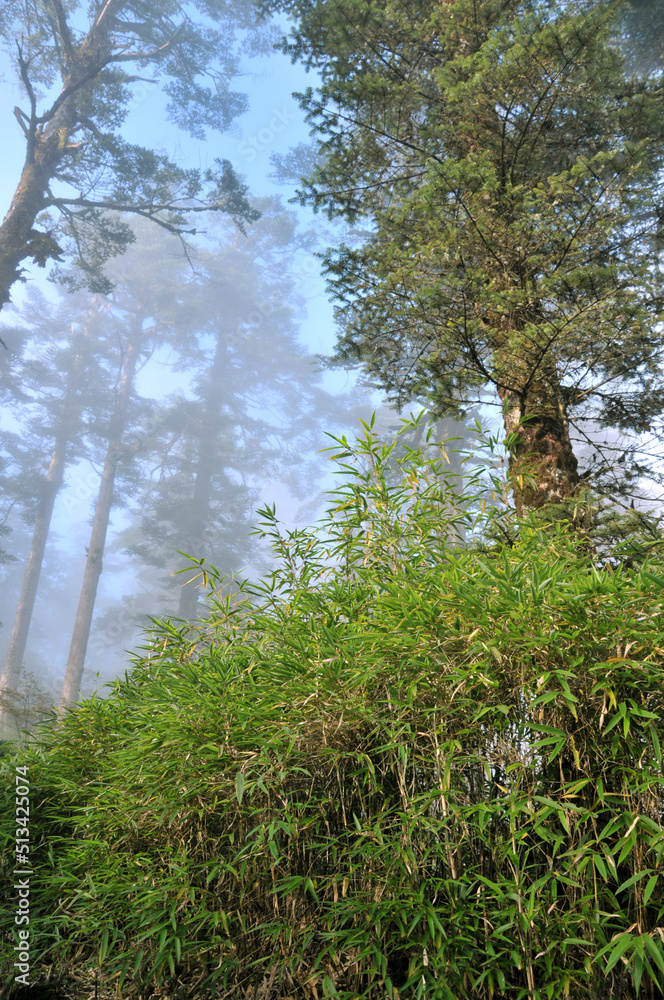 Fototapeta premium forest in the morning