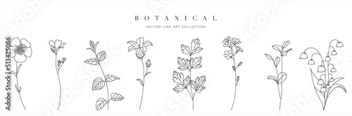 Wild flowers vector collection.  herbs, herbaceous flowering plants, blooming flowers, subshrubs isolated on white background. Hand drawn detailed botanical vector illustration.