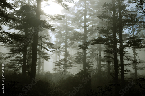 morning mist and sun ray in the forest