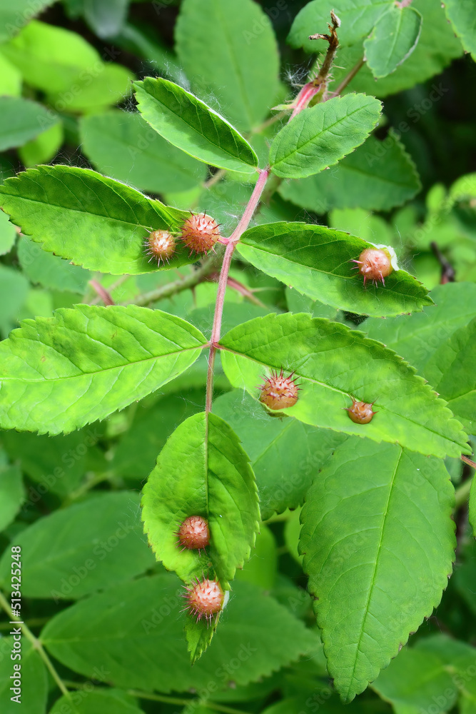 Spiny leaf gall wasp (diplolepis polita) galls growing on a wild rose plant in Alaska. Spiny leaf gall wasp (diplolepis polita) galls growing on a wild rose plant in Alaska.