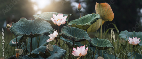 Bild auf Leinwand lotus flower blossom with sunshine in nature
