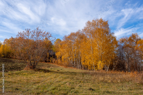 Beautiful yellow autumn forest on a sunny day. October rural landscape.