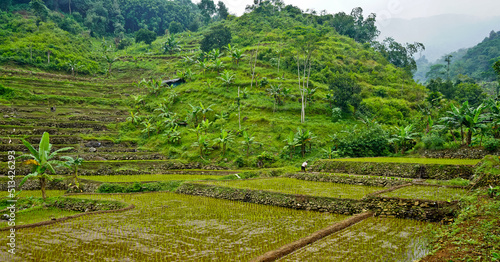 view of green rice fields in the countryside. West Java - Indonesia