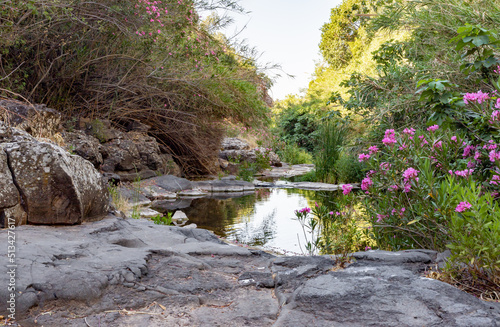 Nature  in the Black Gorge on the banks of the Zavitan stream in the Golan Heights, near to Qatsrin, northern Israel photo