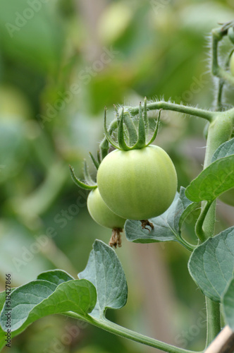Wallpaper Mural tomatoes in the garden Torontodigital.ca