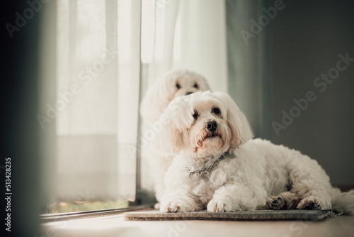 white dog sitting on the floor