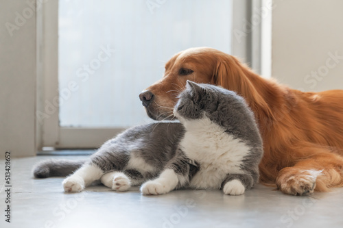 Golden Retriever and British Shorthair are friendly