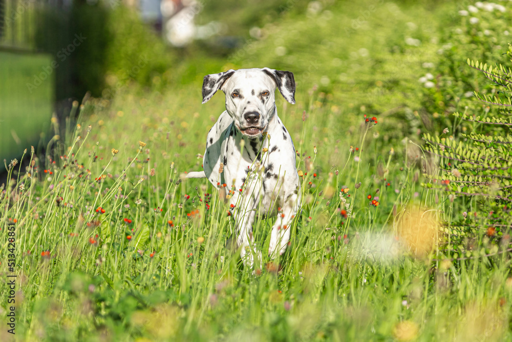 Portrait of a beautiful female dalmatian dog in summer outdoors