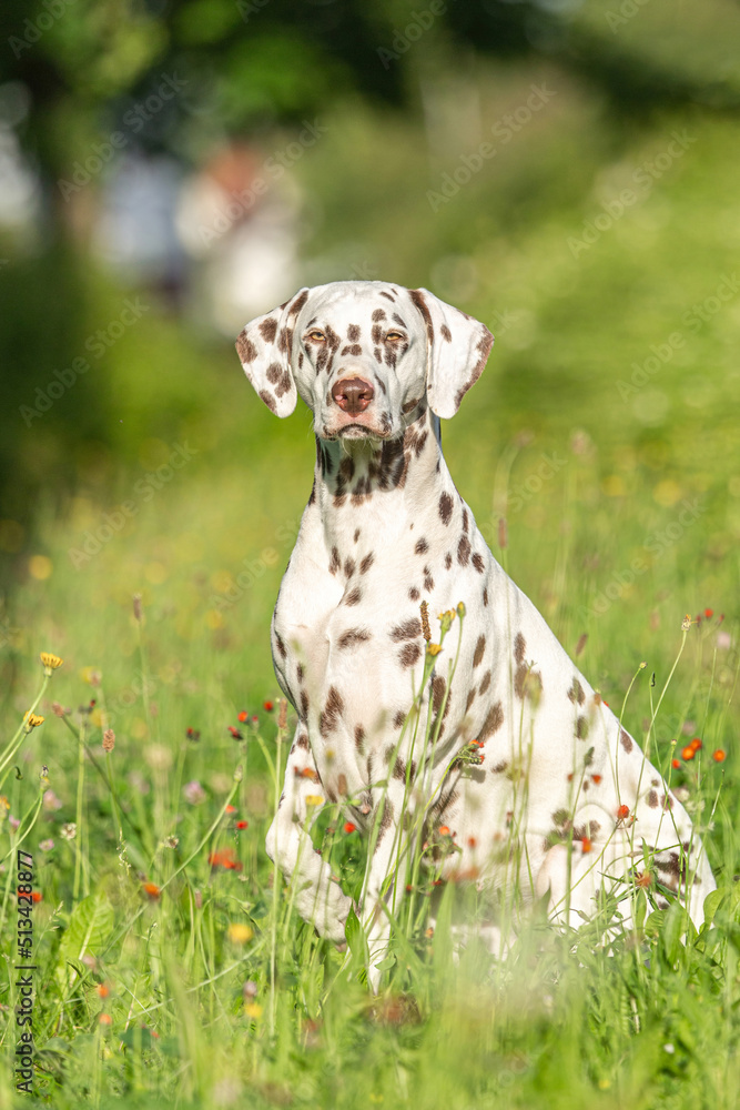 Portrait of a brown dotted dalmatian dog in summer outdoors Portrait of a brown dotted dalmatian dog in summer outdoors