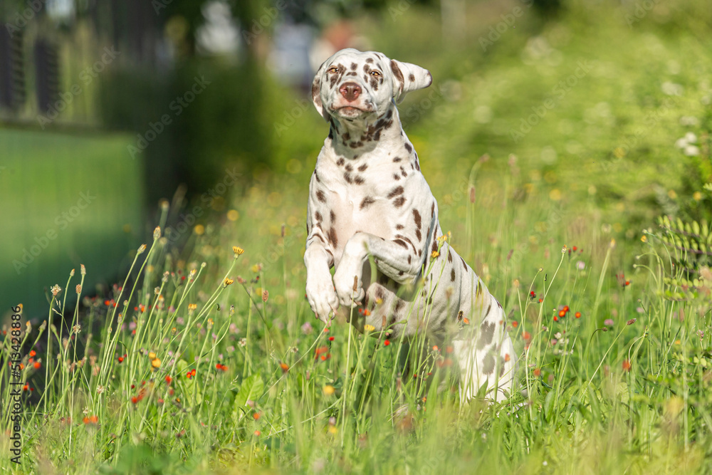 Portrait of a brown dotted dalmatian dog in summer outdoors Portrait of a brown dotted dalmatian dog in summer outdoors