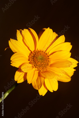 Yellow flower blossom close up botanical background heliopsis helianthoides family compositae big size metal prints high quality nature pictures