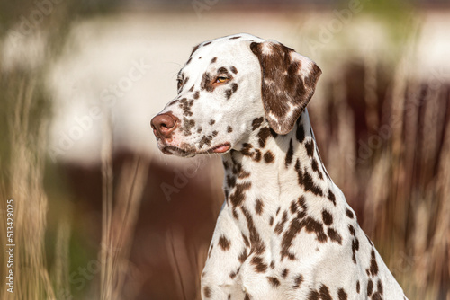 Valokuvatapetti Portrait of a brown dotted dalmatian dog in summer outdoors