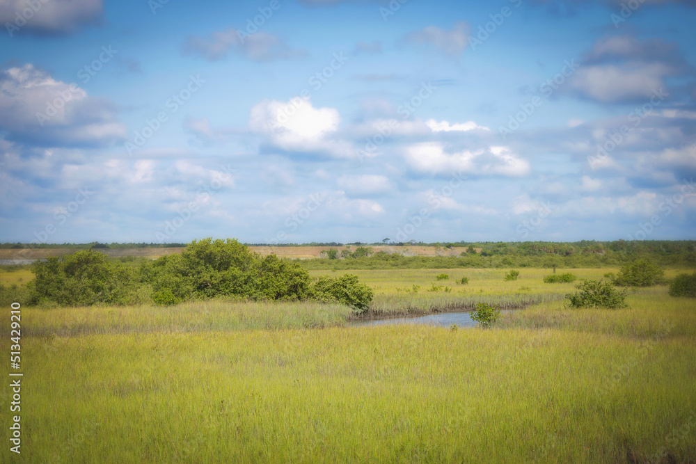 Swampland at Fort Matanza, St. Augustine, Florida