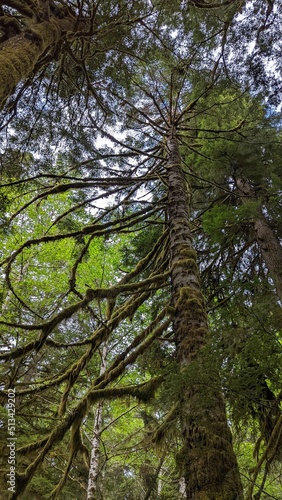 Old-growth forest, Kitimat, British Columbia, Canada	

