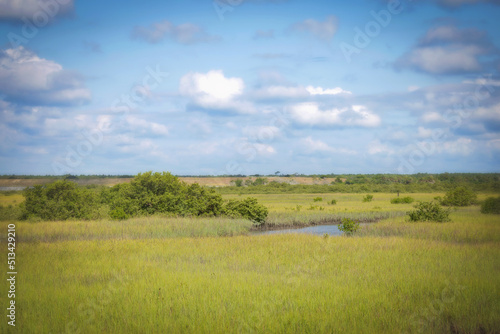 Swampland at Fort Matanza, St. Augustine, Florida